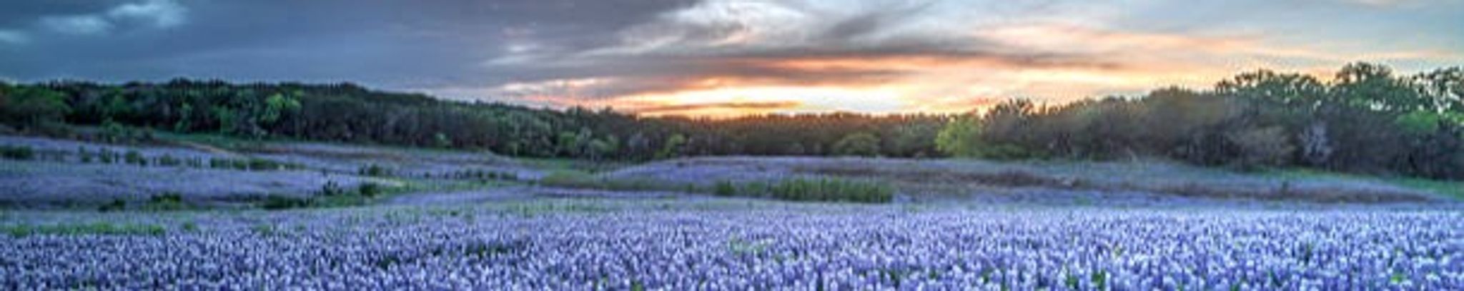 Cover photo for Marcia Nancy Fife's Obituary