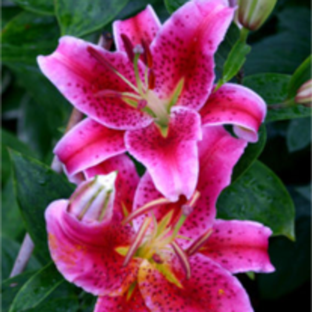 Etolia "Toby" Cleveland