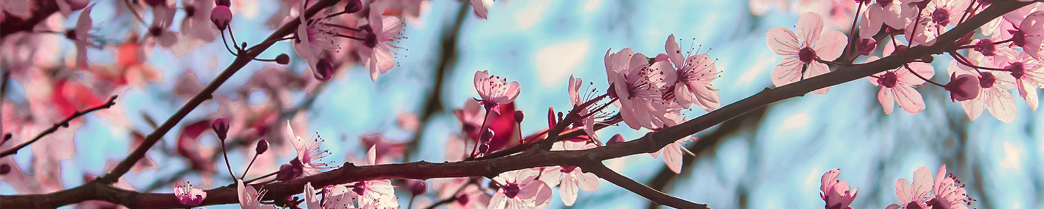 Cover photo for Louvella C. Ficke's Obituary