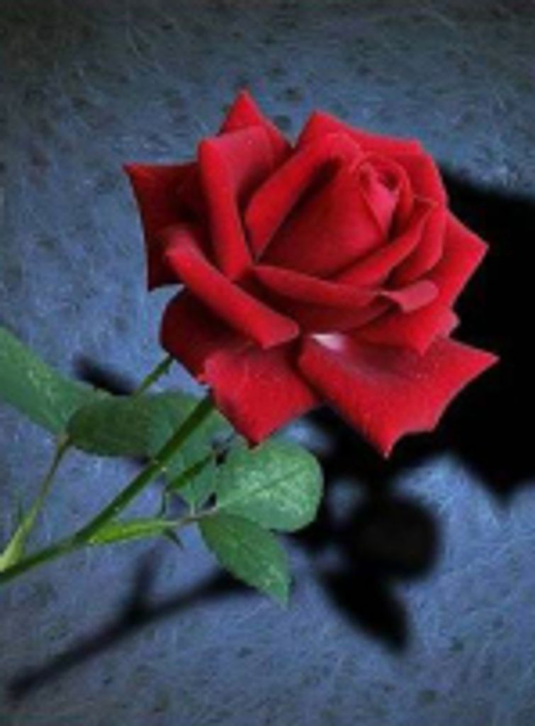 Meredith Rogers Blue