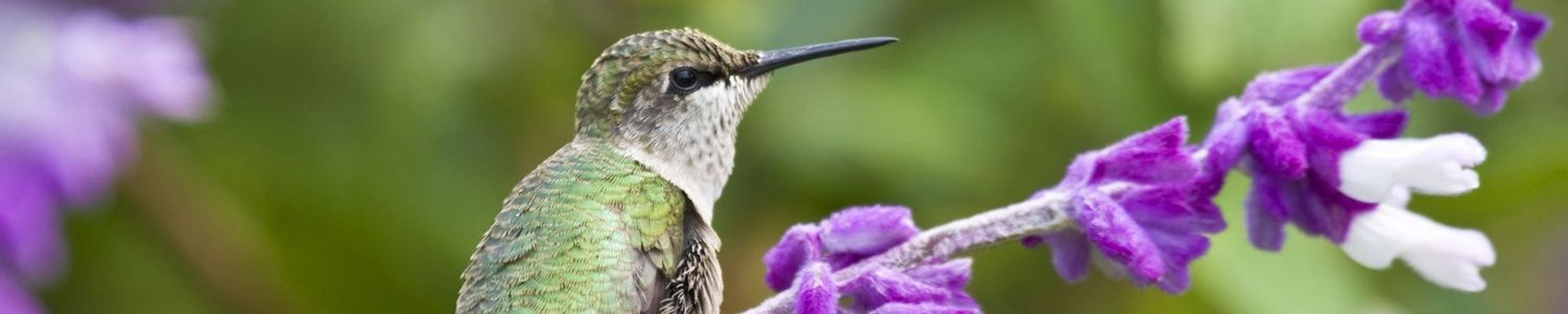 Cover for Vida Nevaeh Bañuelos's Obituary