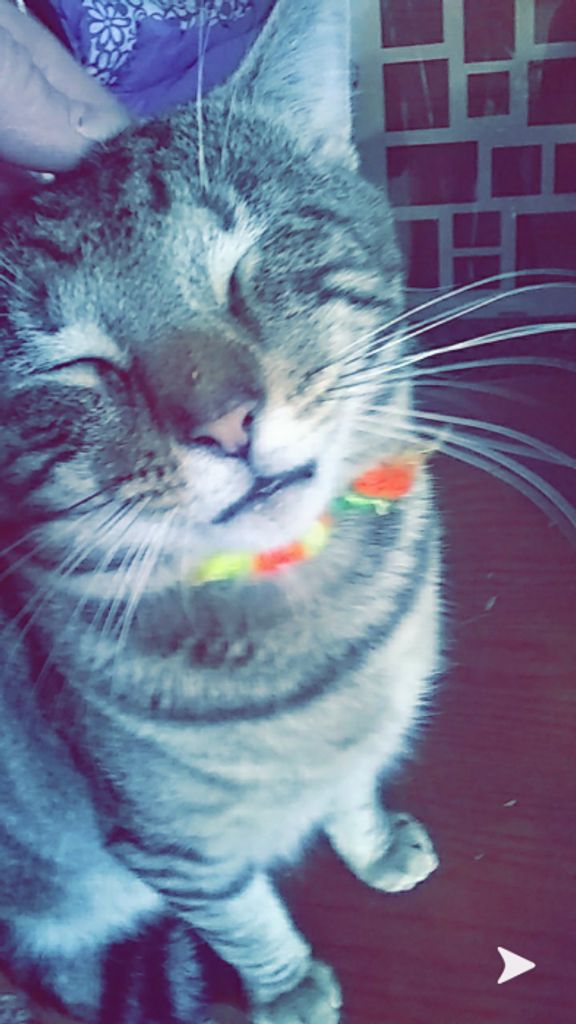 Einstine Kitty Dunn