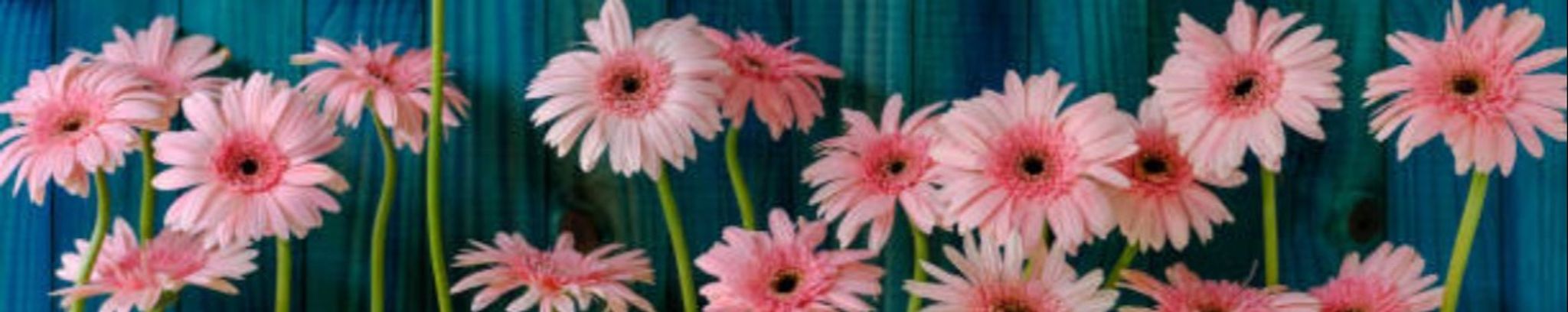 Cover photo for Elaine Mae Glatz's Obituary