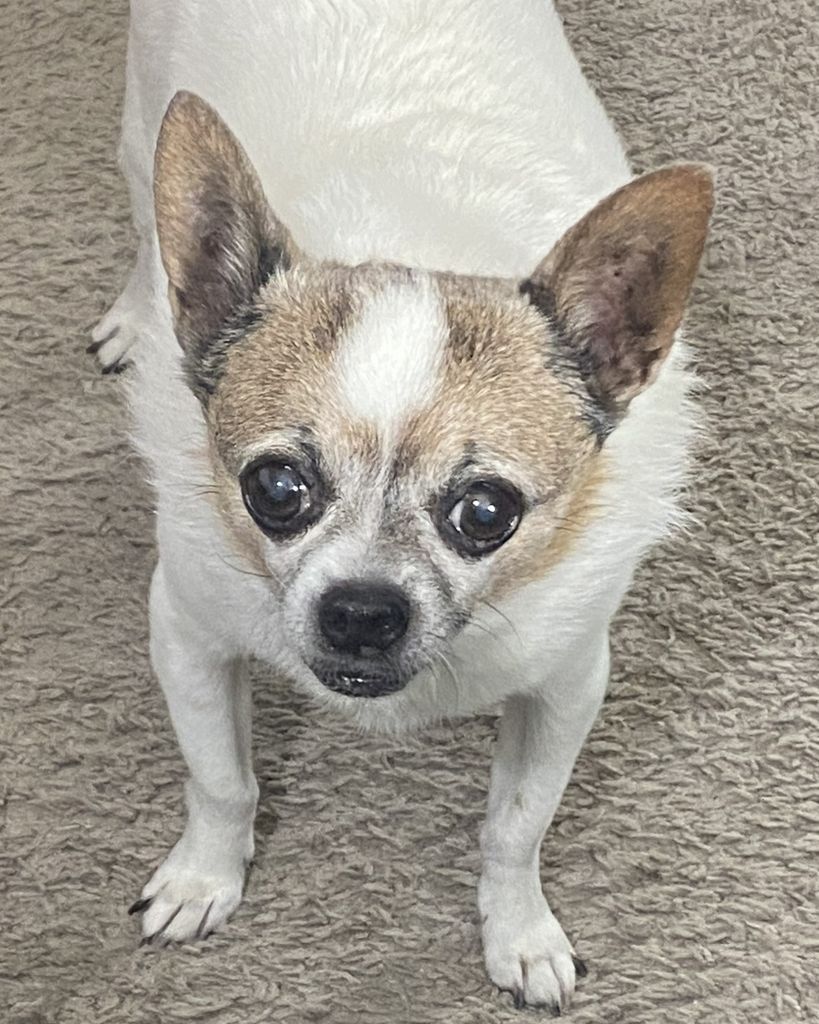 Chico Halwick Profile Photo