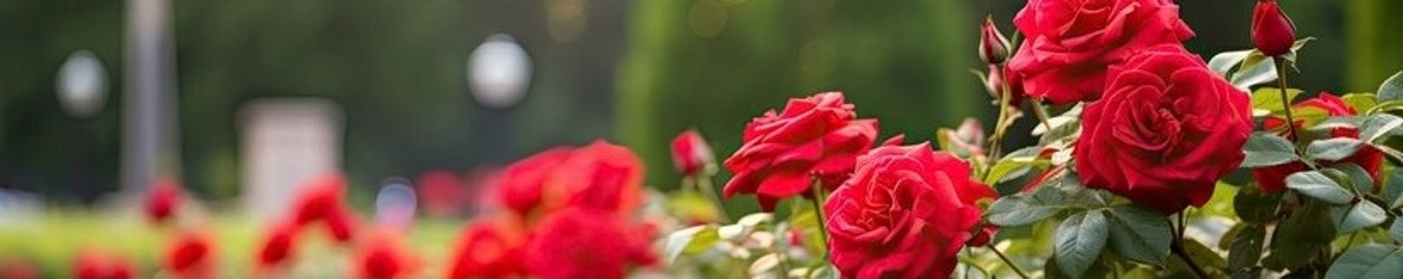 Cover photo for Sharon Lee Sears's Obituary