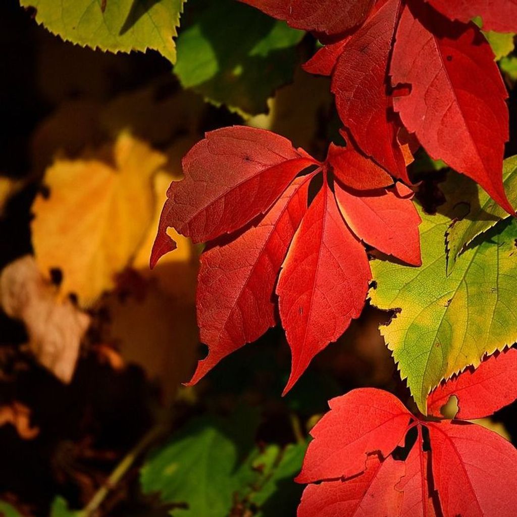 Olena D. Boyer Profile Photo