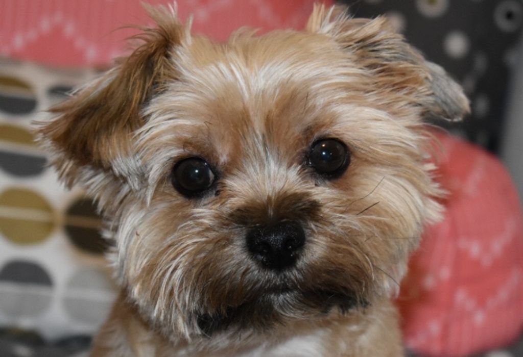 Pupcake Swift