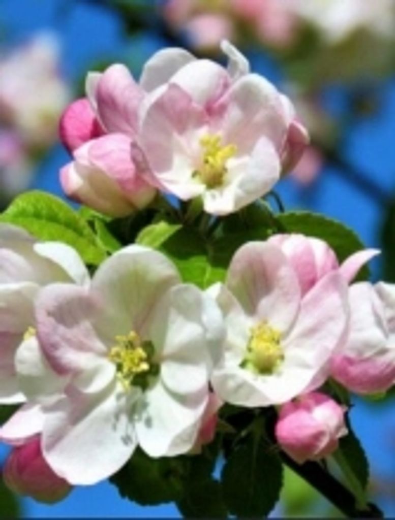 Verda Toews Profile Photo