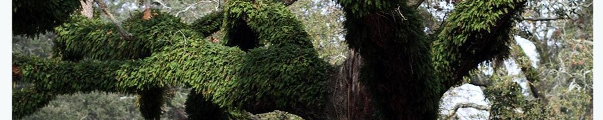 Cover for Ricky Anthony Taillon's Obituary