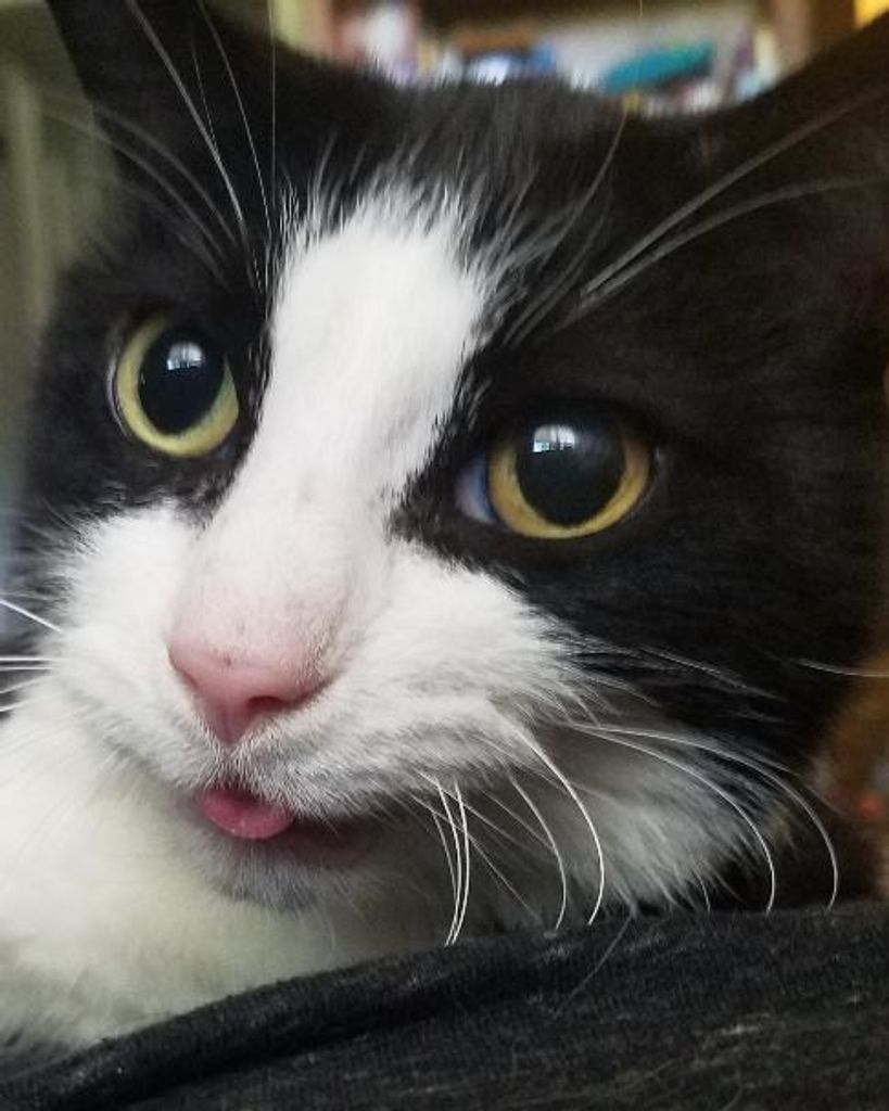 Lance Tuna Magoo Charles P. Cat Hall