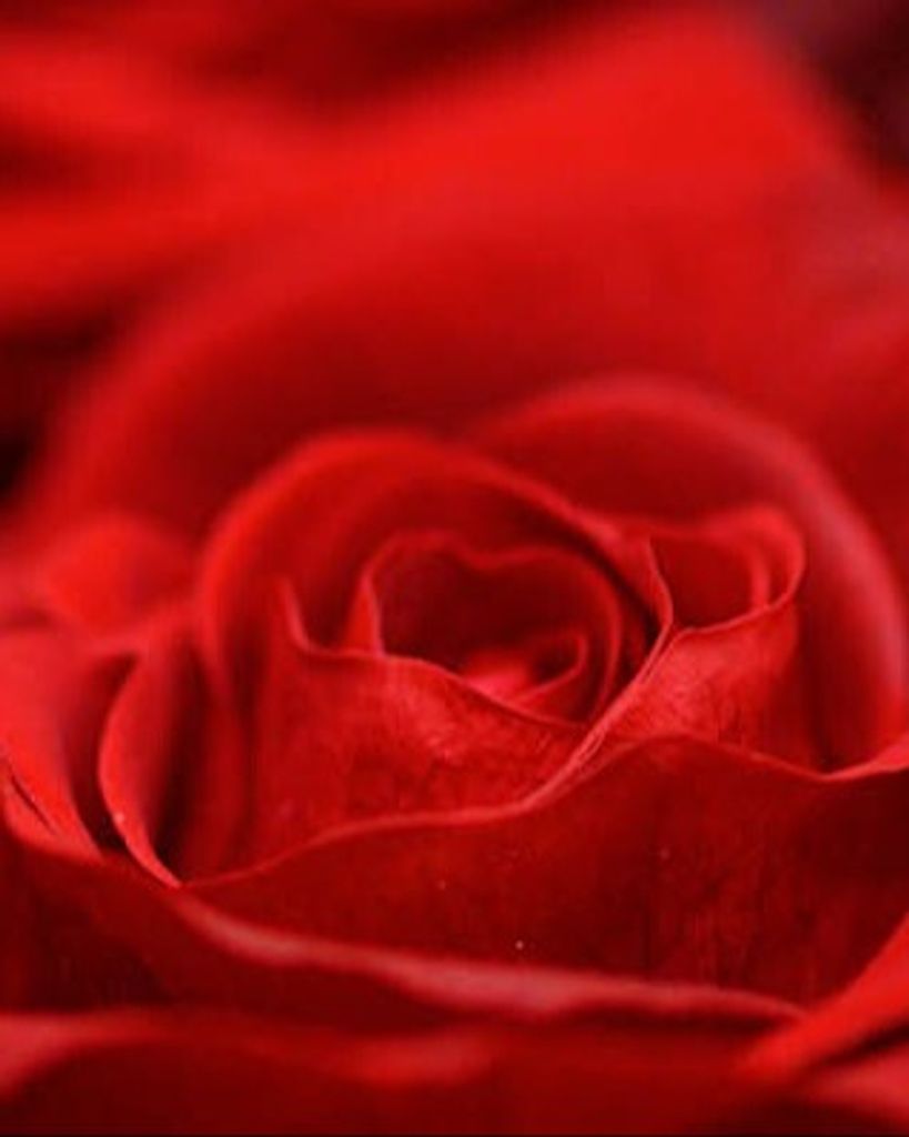 Shirlene Black Gray Profile Photo