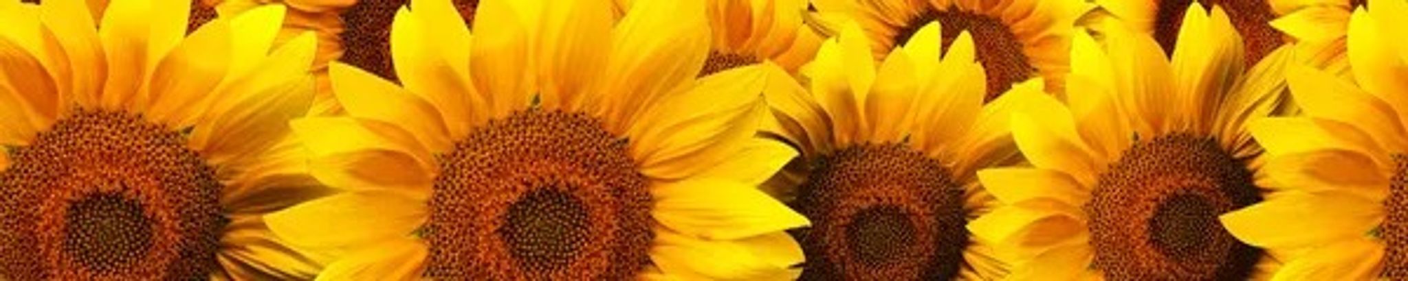 Cover photo for Catherine C. Poyer "Cathy"'s Obituary