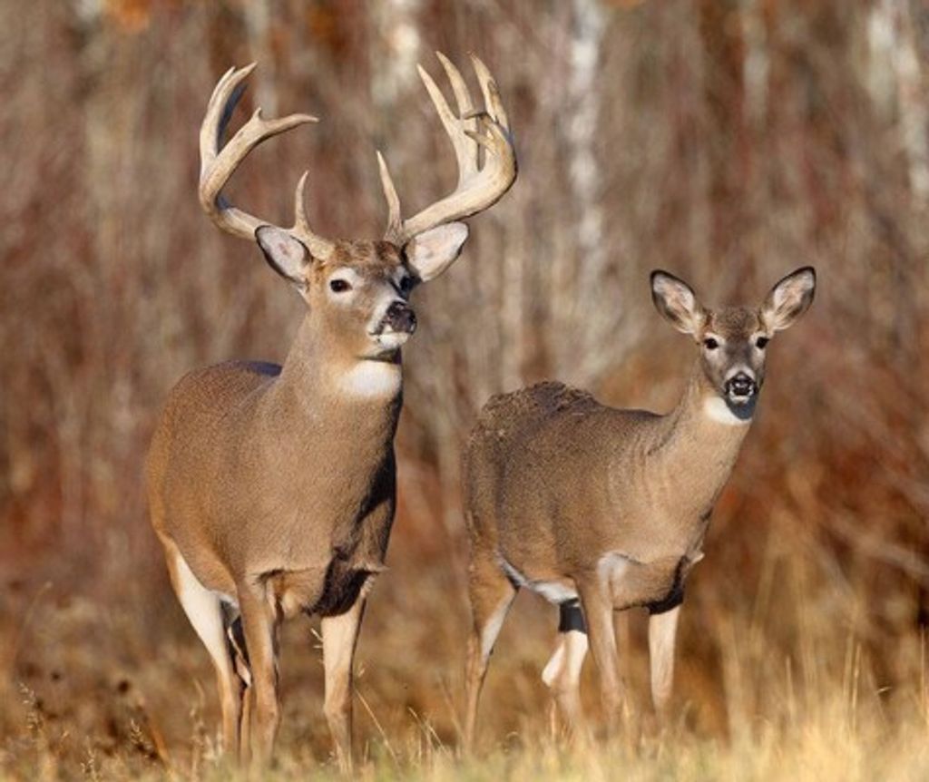 Charles "Mickey" Paxton