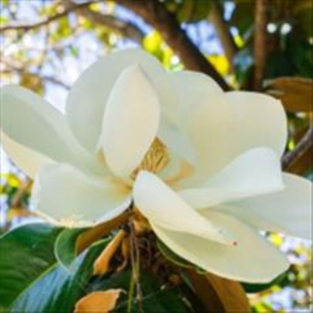 Mao Thao Xiong Profile Photo