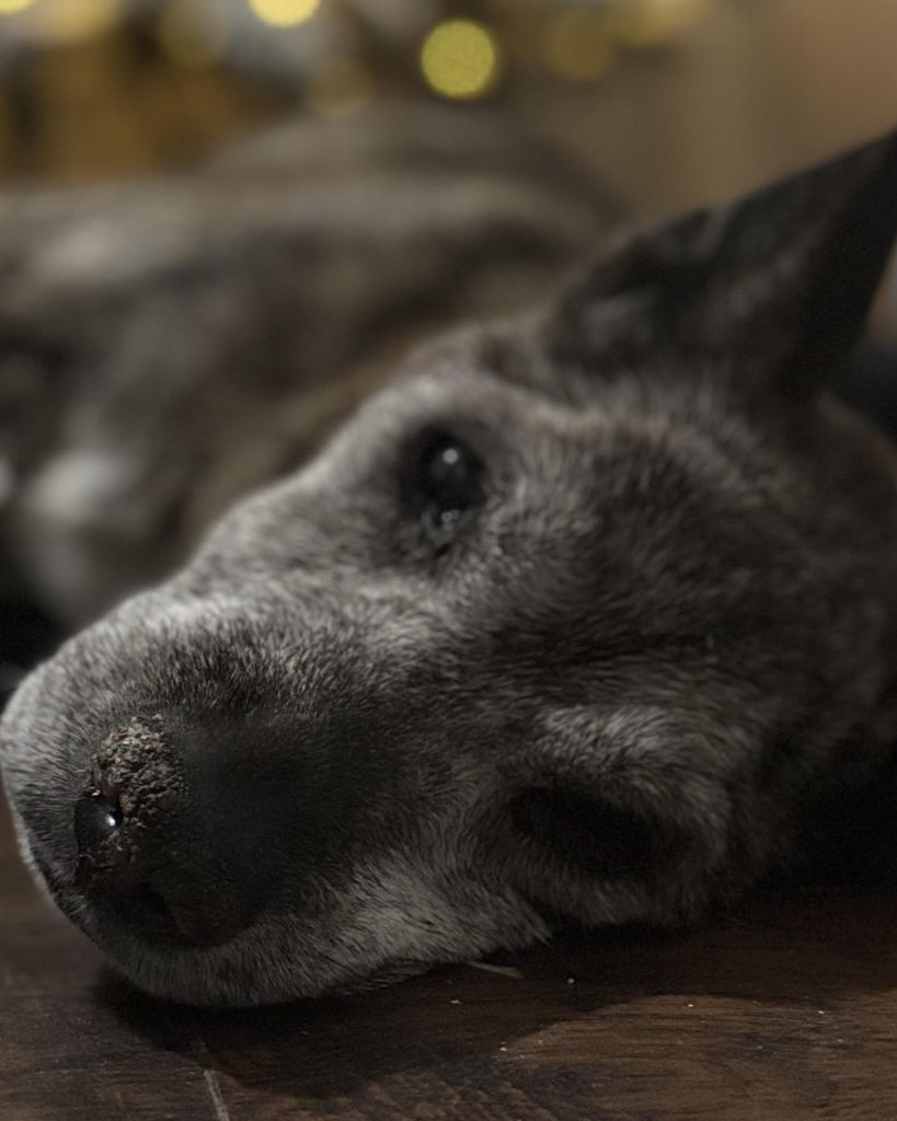 Dixie Herron Profile Photo