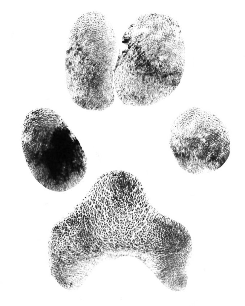 Kane Silver Profile Photo