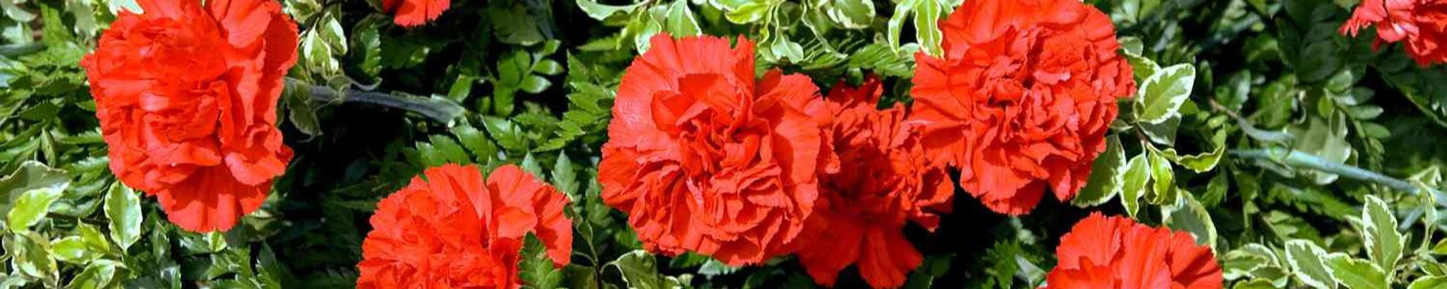 Cover photo for Sally S. Merkel's Obituary