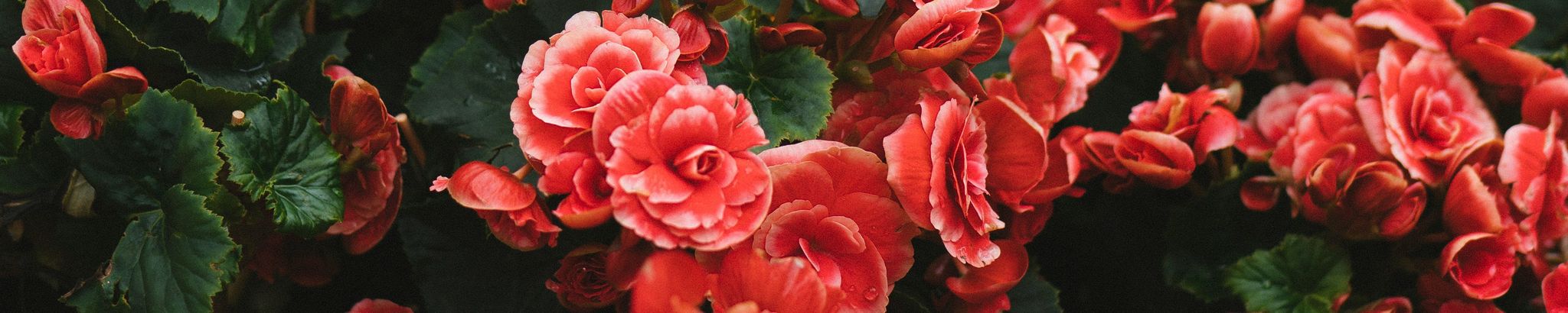 Cover for Willette Foye's Obituary