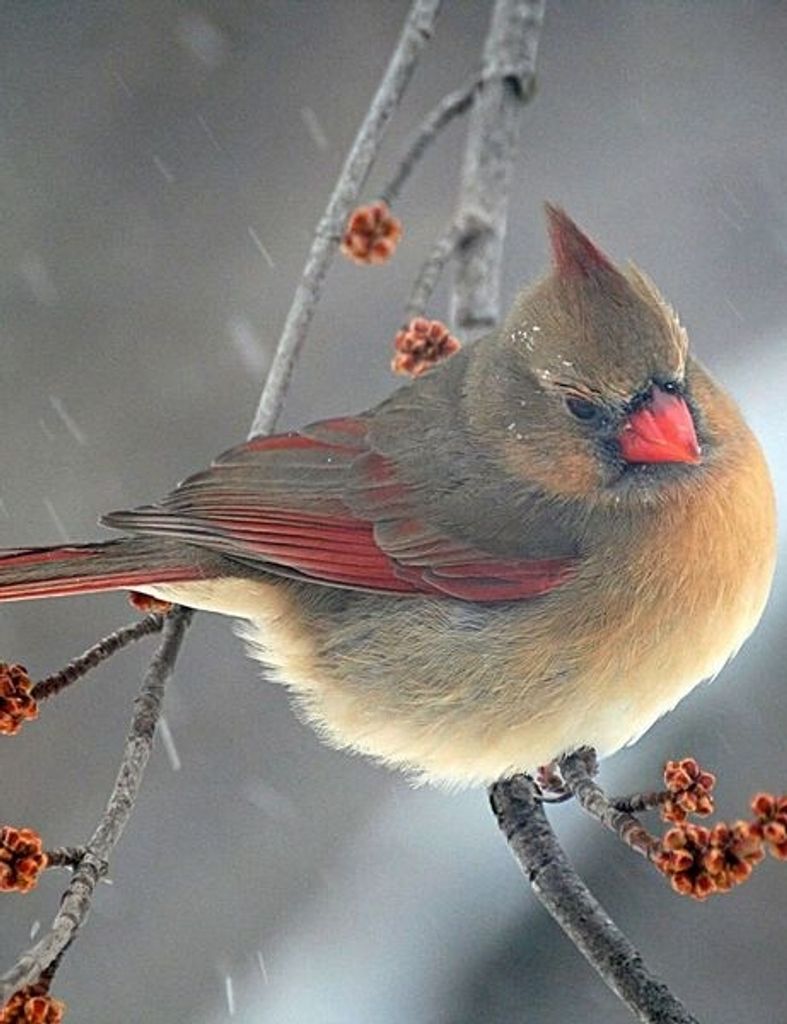 Vicki Lynn Huff Profile Photo