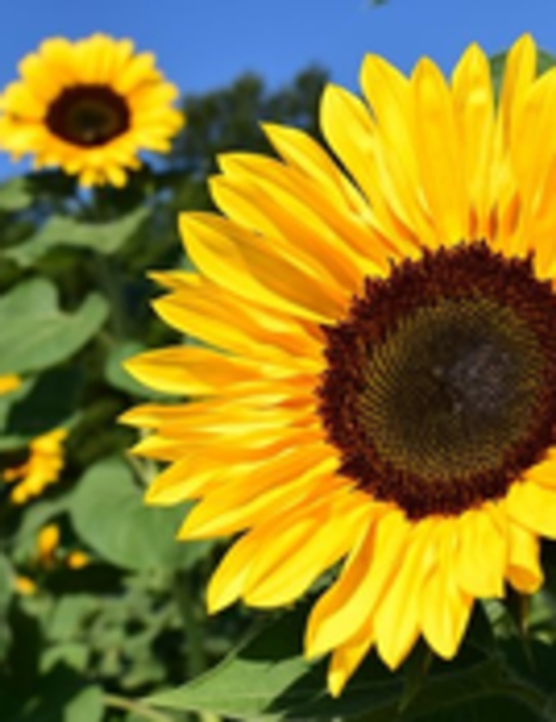 Lynda Elizabeth Brinkley