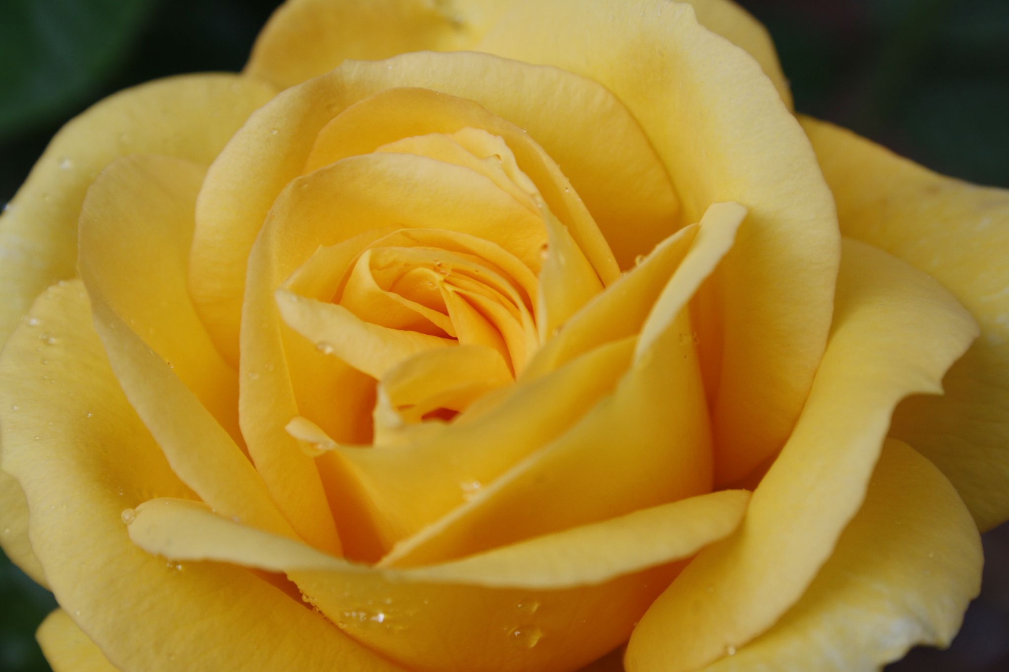 Cover photo for Virginia L. Hughes's Obituary