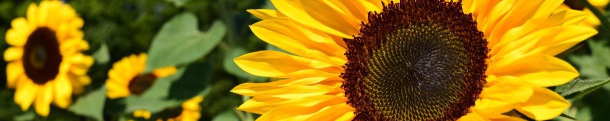 Cover photo for Cathleen Lilian Pustay's Obituary