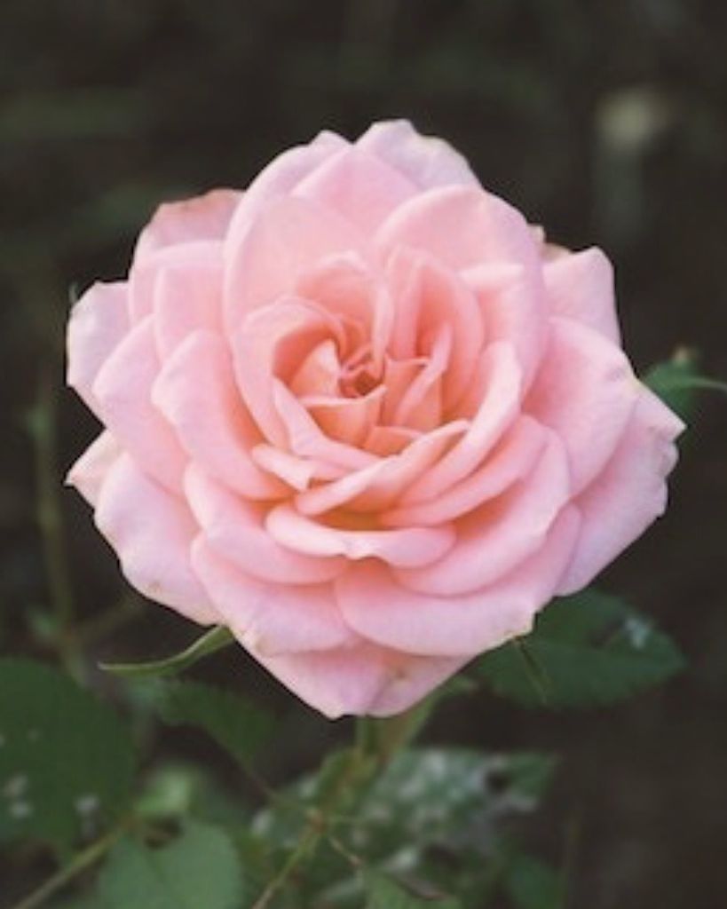 Ruth Silva Profile Photo