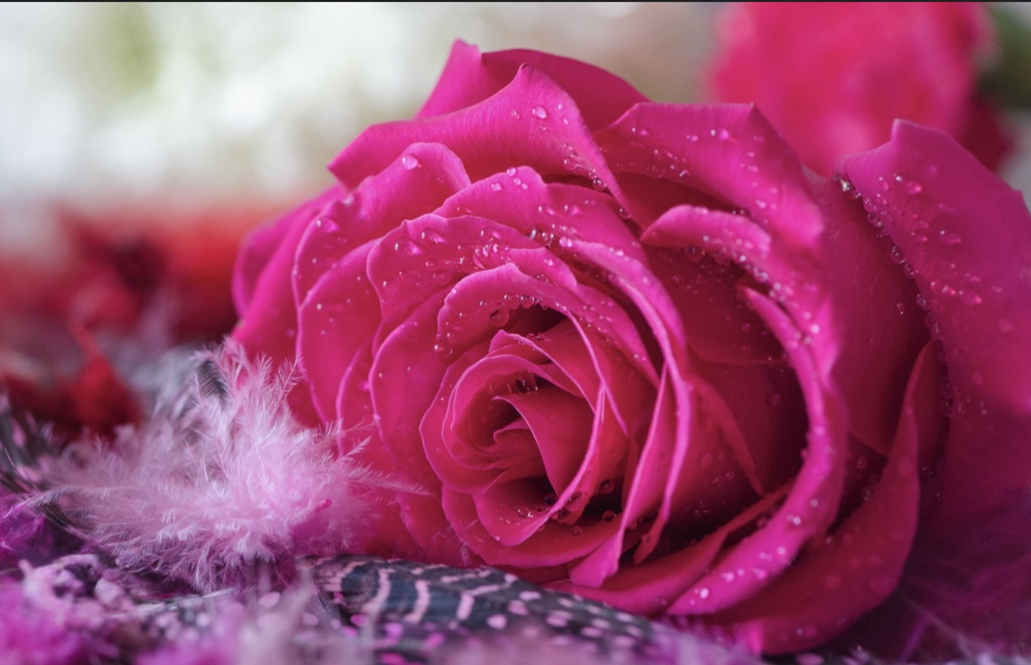 Cover for Melba Diana Herrera's Obituary
