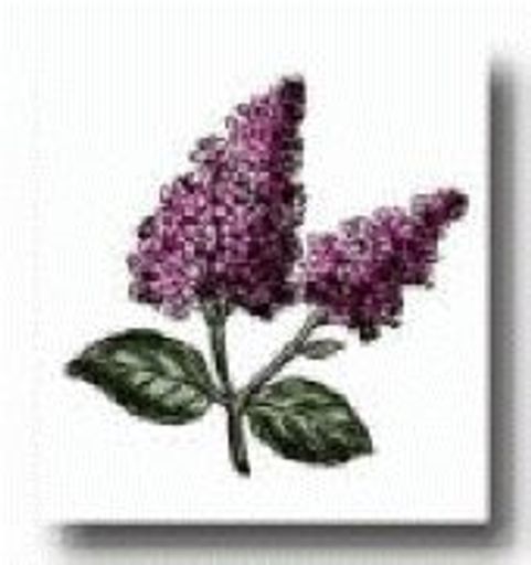 Loren Waites Chinn Profile Photo