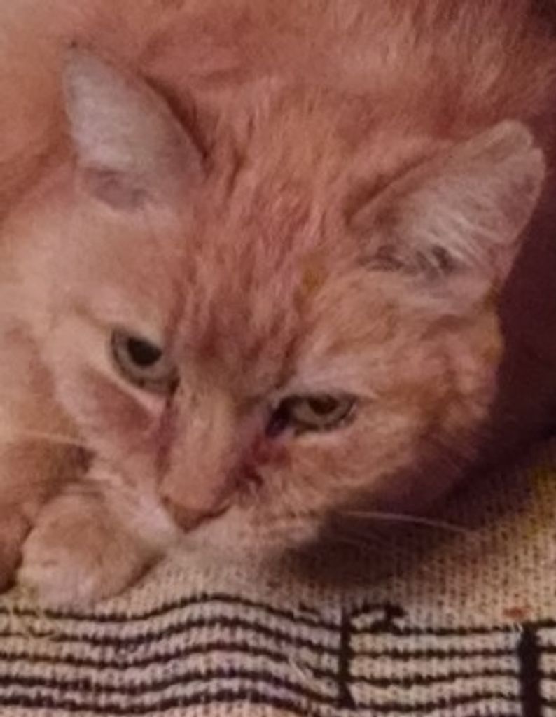 Ginger Kittee Bond Profile Photo