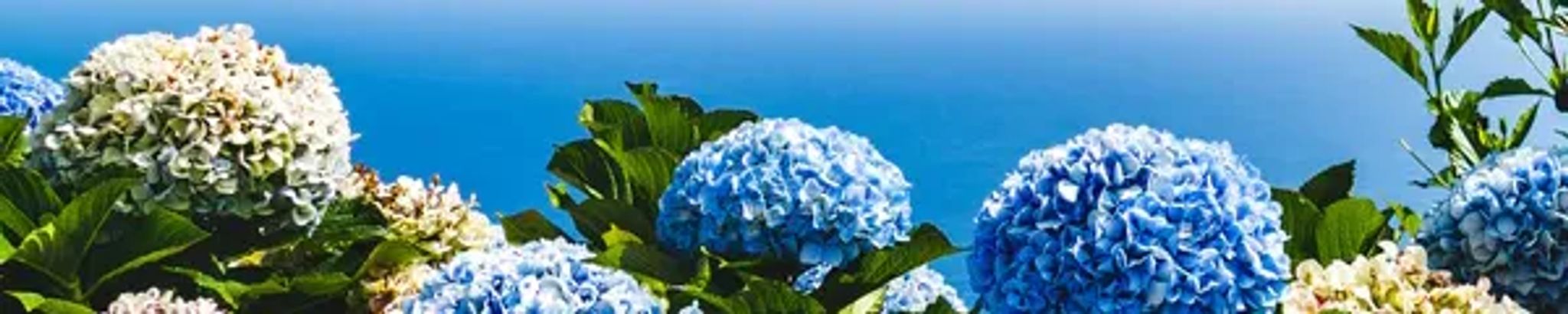 Cover photo for Gilberta Alves Mendes Romeiro's Obituary