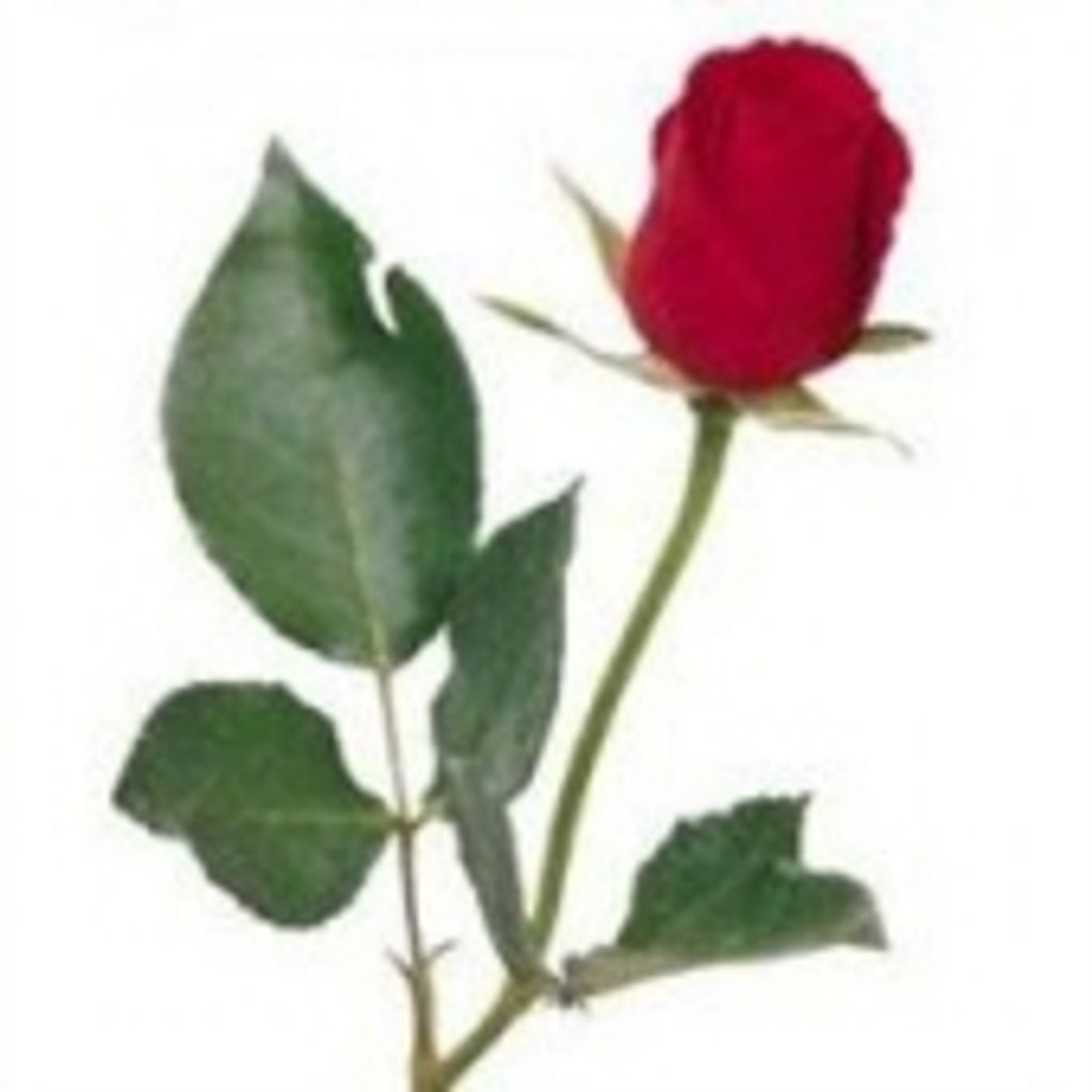 Faye I. Effinger Profile Photo