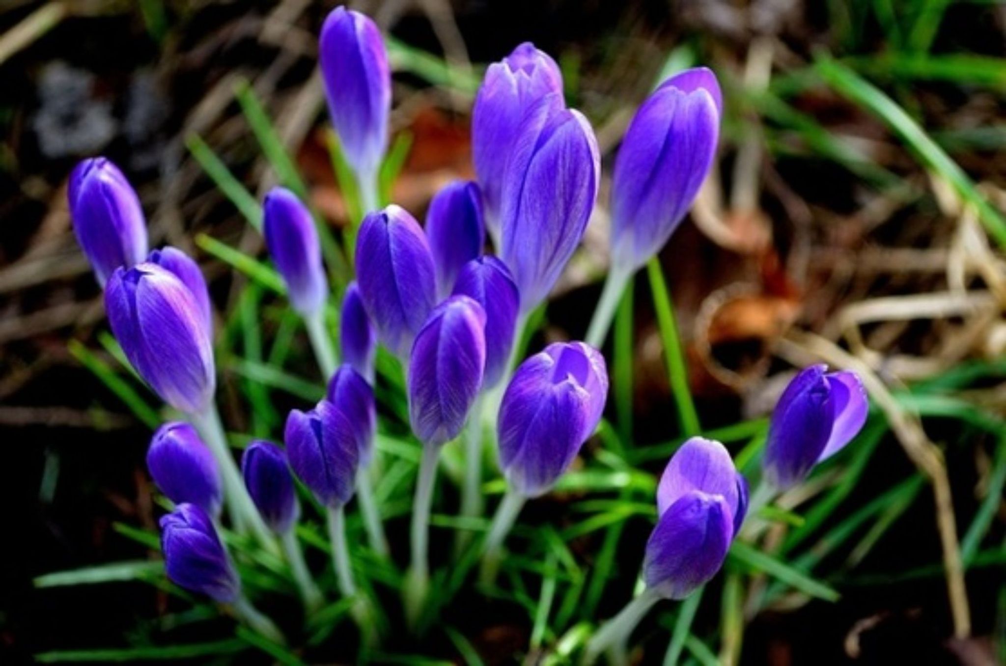 Cover photo for Anna Louisa Jessen's Obituary