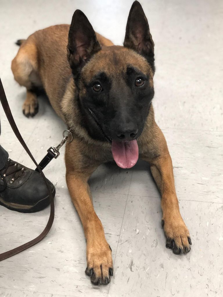 K-9 Odin, Rockwood Police Department