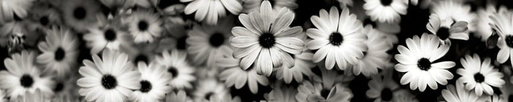 Cover photo for Virginia Bourne Price's Obituary