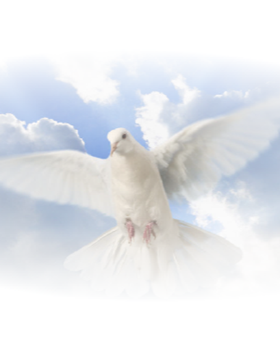 Patricia Jean Sharp's obituary image