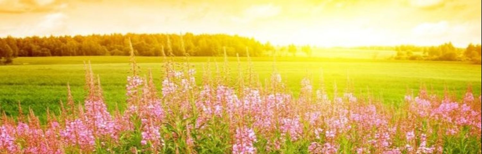 Cover photo for Mary Webb's Obituary