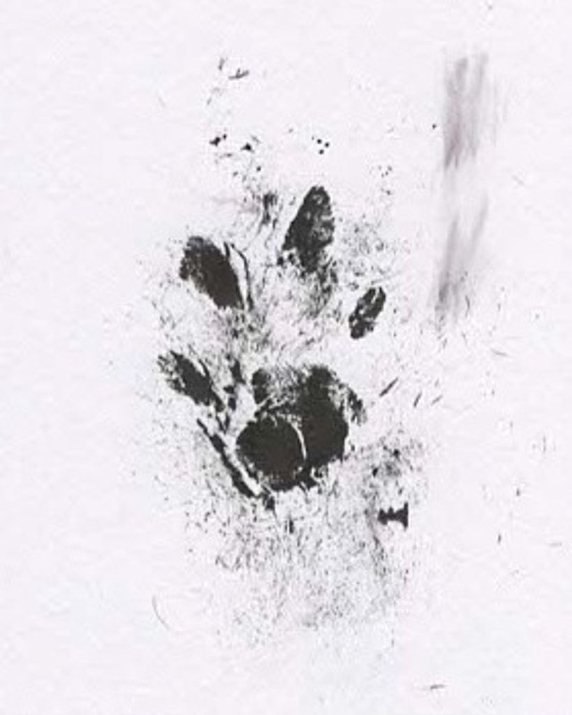 Musa Lyaifer Profile Photo