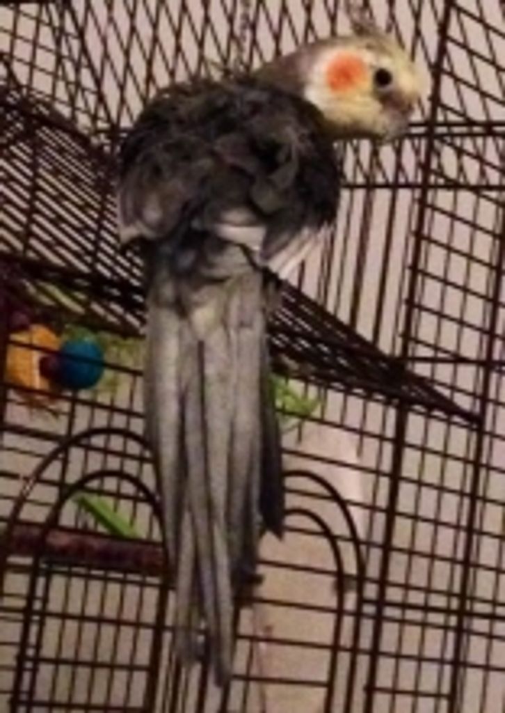 Pretty Bird Seguin Profile Photo