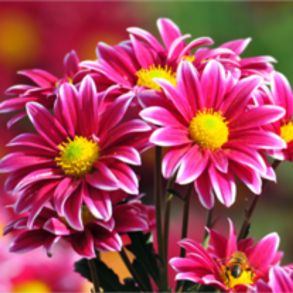 Dorothy Cain