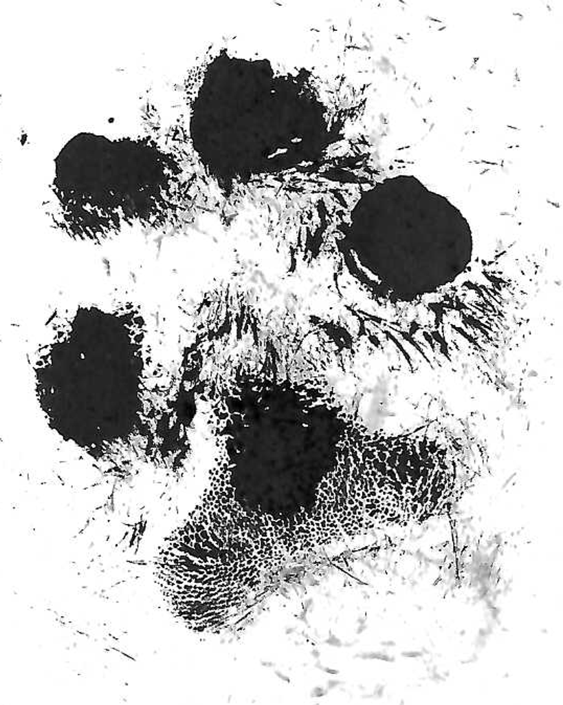 Puppers Climes Profile Photo