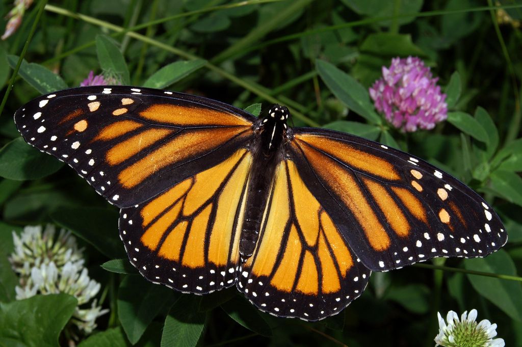 Cover photo for Mittie Cora Lee Anglin's Obituary