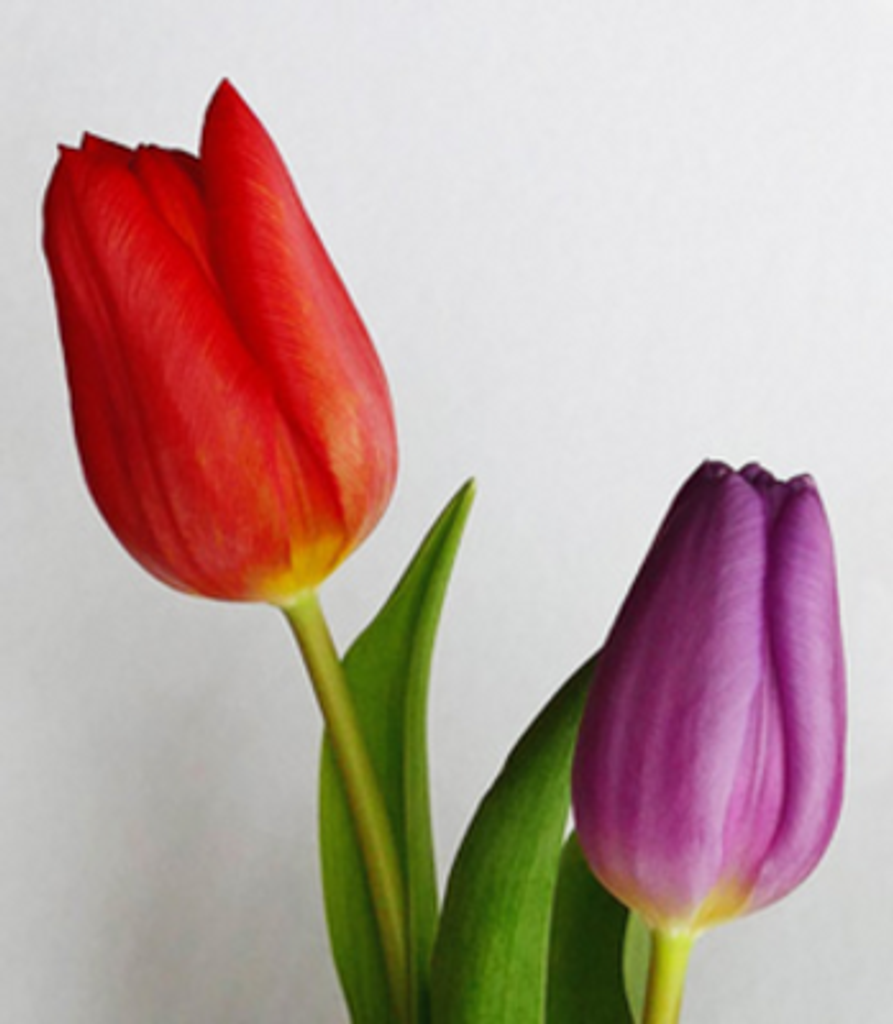 Virginia Vance Wimmer