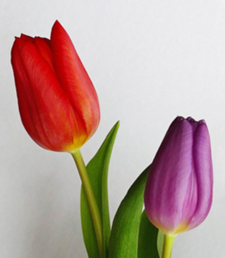 Virginia Vance Wimmer Profile Photo