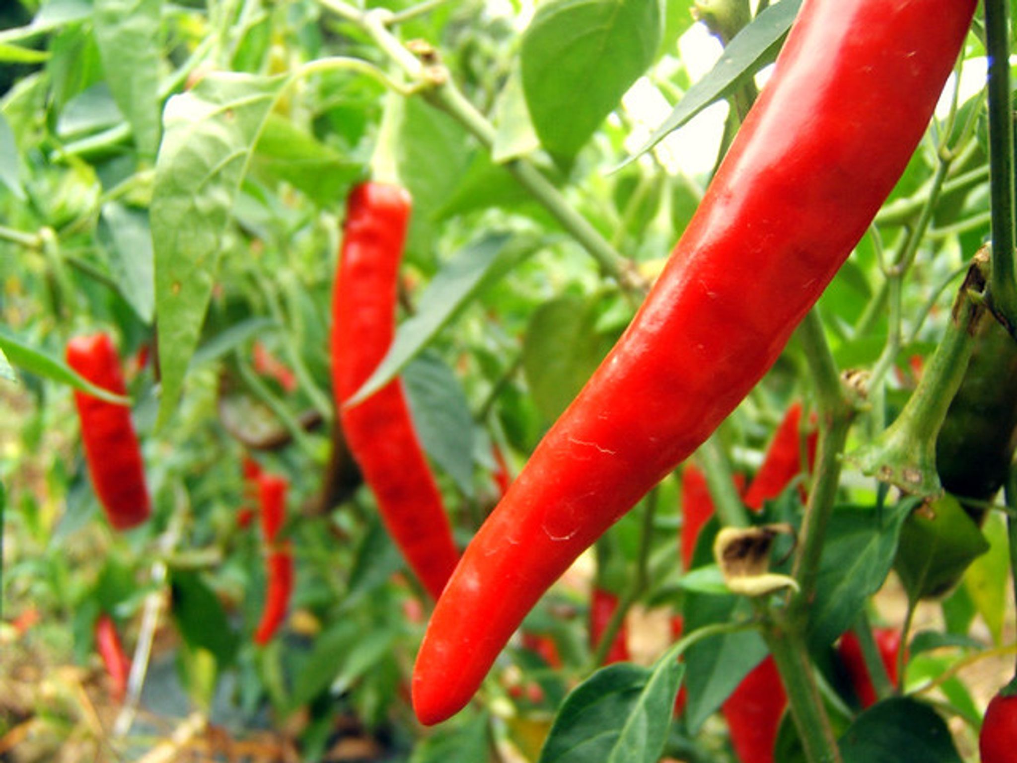 Cover for LaVonda Gayle Preuit's Obituary