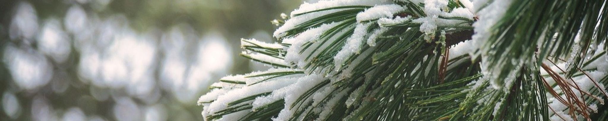 Cover for Willa Savelle's Obituary