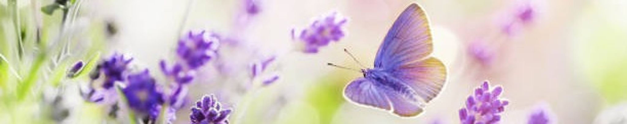 Cover photo for Luisa Marmolejo's Obituary