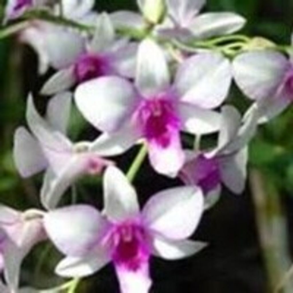 Flora Buchanan Thomas