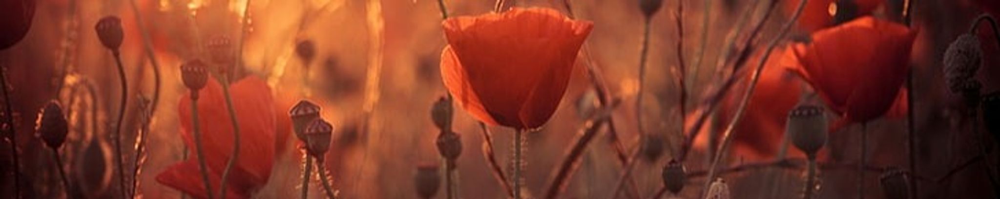 Cover photo for Lydia Benson's Obituary