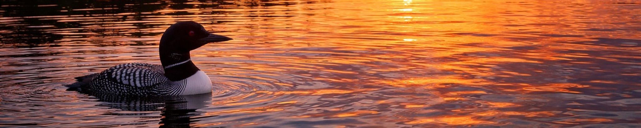 Cover for Kandy Denise Nash's Obituary